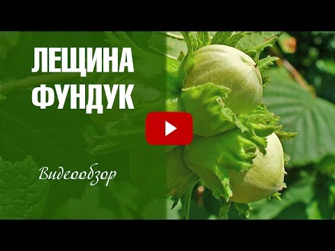 Лещина обыкновенная ➡ Посадка и уход 🌟 Видеообзор hitsadTV