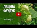 Лещина обыкновенная ➡ Посадка и уход 🌟 Видеообзор hitsadTV