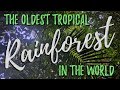 The oldest tropical rainforest in the world