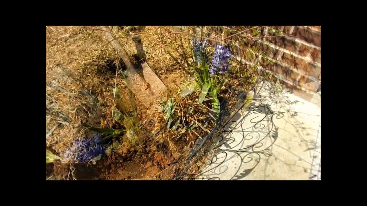 Dividing and transplanting siberian iris in a garden bed youtube