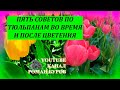 ПЯТЬ советов по ТЮЛЬПАНАМ во время и после цветения. Как выращивать тюльпаны. Выращивание тюльпанов.
