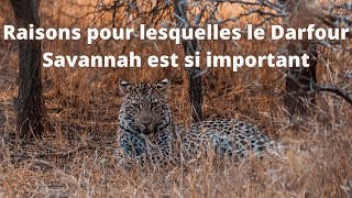 Raisons pour lesquelles le Darfour Savannah est si important