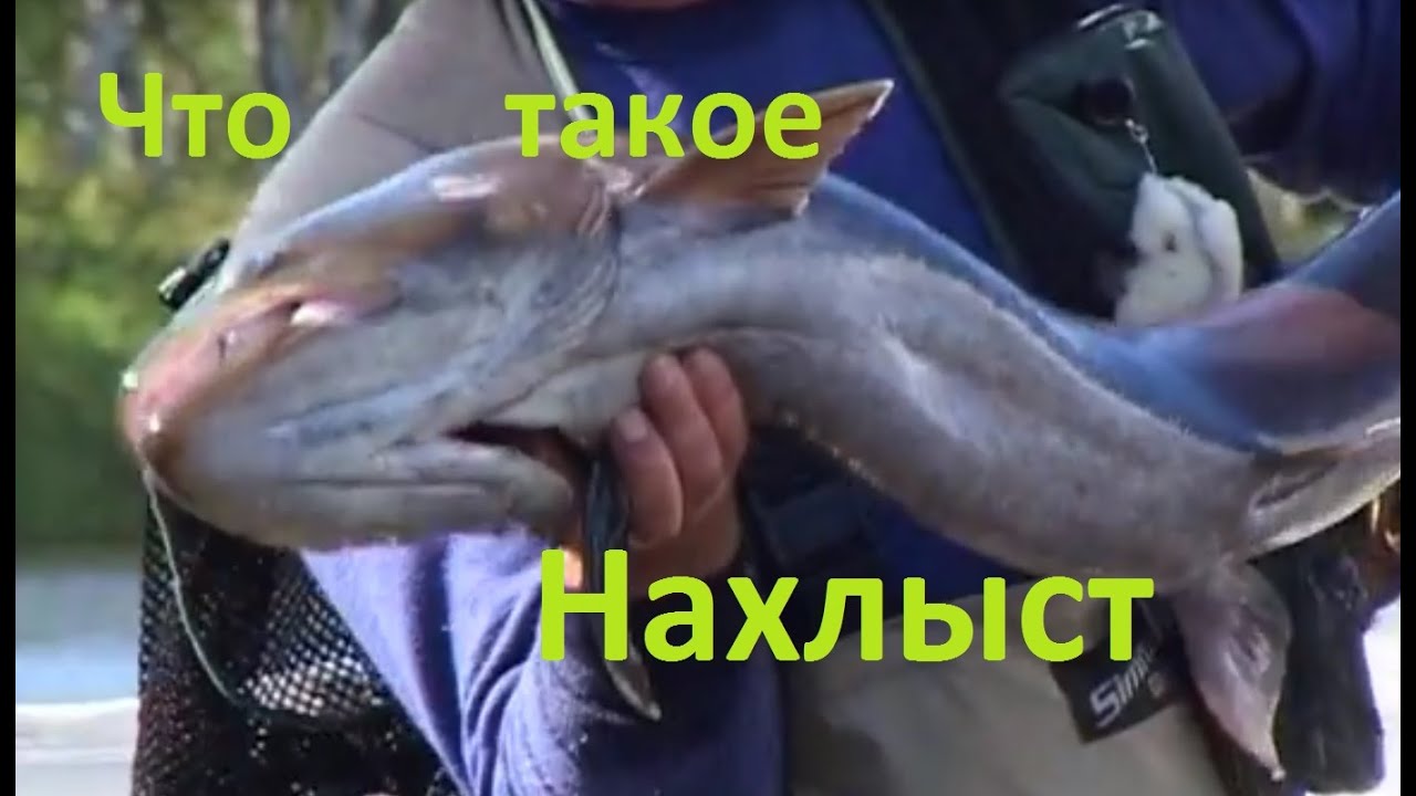 Диалоги о рыбалке - 199 - Что такое нахлыст.