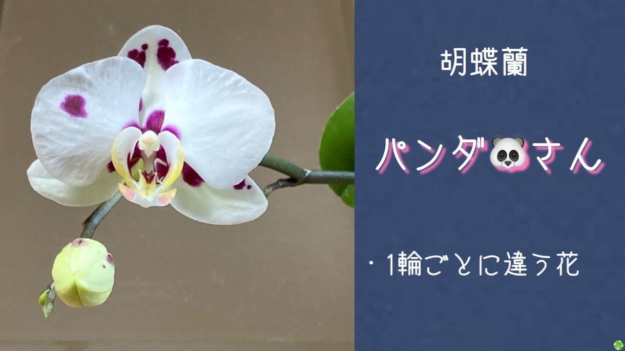 22年2月12日 胡蝶蘭 パンダ さん 1輪1輪違う顔を持っている お買い求めの際は必ず花姿を見てから Youtube