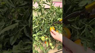 My early morning routine is to pick all ripe tomatoes 🤭
