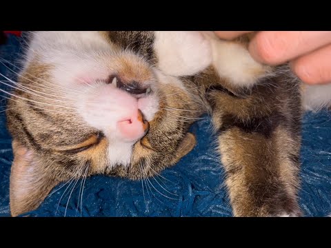 Amazing! Cat In Deep REM Sleep Dreams