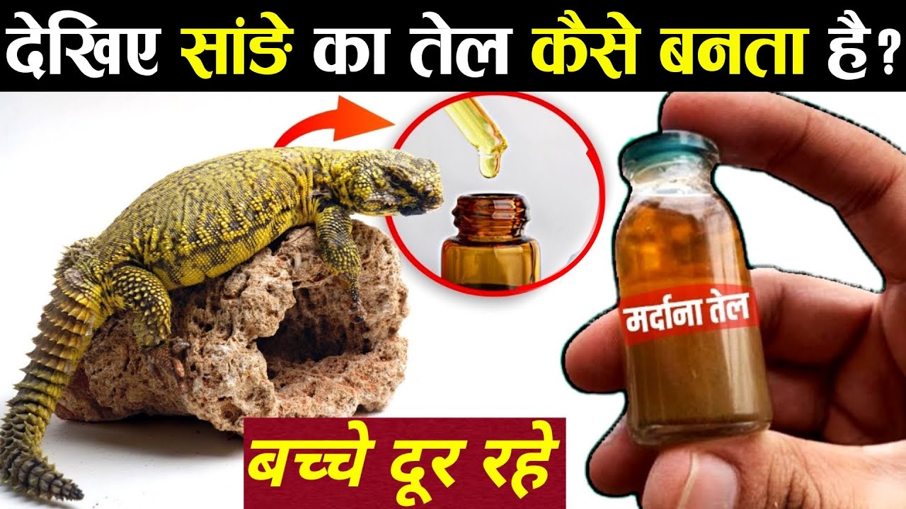 देखिए कैसे निकाला जाता है सांडे का तेल ? | Sande Ka Tel | Sanda Oil ...