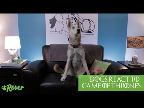 Dogs React to Game of Thrones (Seasons 1-5) - SPOILERS!!!