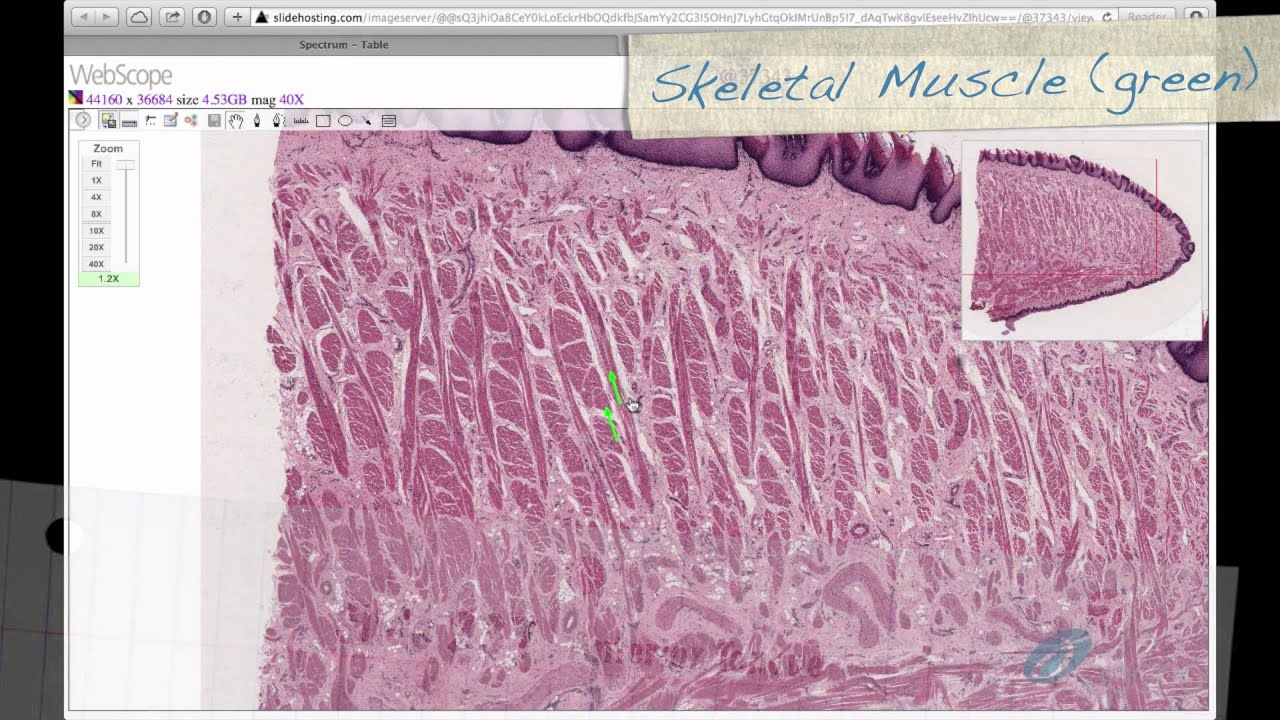 Histology Helper - Digestive System I Histology - YouTube