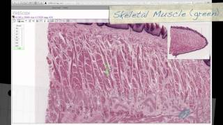 Histology Helper - Digestive System I Histology