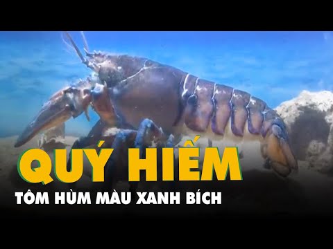 Video Tôm hùm màu xanh bích quý hiếm ở Nha Trang - youtube