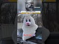 Easter Bunny reenacts VIRAL police car escape #foxnews #news #shorts #police #viral #easter