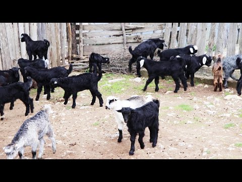 Keçi Yavrularını Koştular , Keçi Sesi , Keçi Videoları