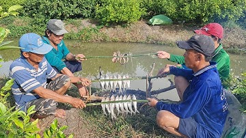 Khai Trương Lưới Mới Bắt Cá Mùa Lũ Và Món Cá Linh Ống Nướng Ngoài Đồng.Góc Làng Quê #349
