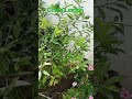 China Lemon سارا سال لیموں #viral #nature #trending