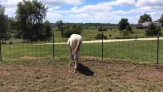 2014 VS Flatline colt
