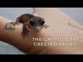 The cappuccino crested gecko