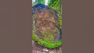 Visible Rings on the Cross Section of a Cut Log | Nature