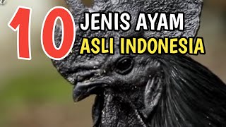 10 JENIS AYAM ASLI INDONESIA