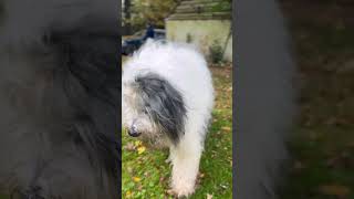 HD fluffy dogs #pets #oldenglishsheepdog #dog #puppy #sheepdog #cute #trending