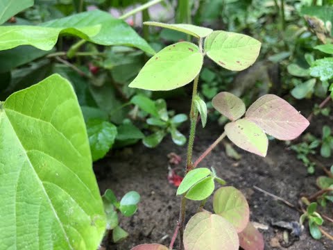 Desmodium zum Maispflanzenschutz auf dem Weltacker