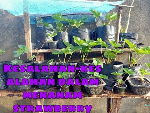 Video: Maklumat Strawberi Woodland - Cara Menanam Tumbuhan Strawberi Alpine