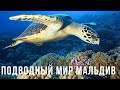Черепахи и подводный мир Мальдив 4 часть