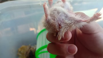 cách phân biệt chuột đực và chuột cái siêu đơn giản