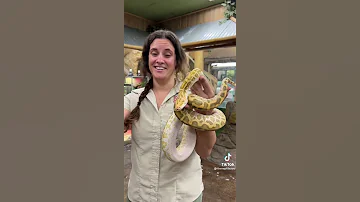 Snakes Wild Discovery Twoheaded 1 