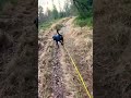 Walk training in the forest with my rottweiler #nature #rottweiler #forest