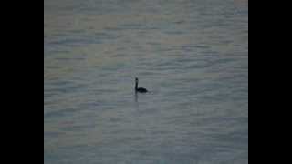 Cormorán moñudo, zambullidas en Laredo