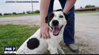 Texas Humane Heroes in Leander still taking care of animals amid COVID-19