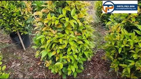 Bán cây hồng lộc cao 1m | Caycanhphamthuong.com