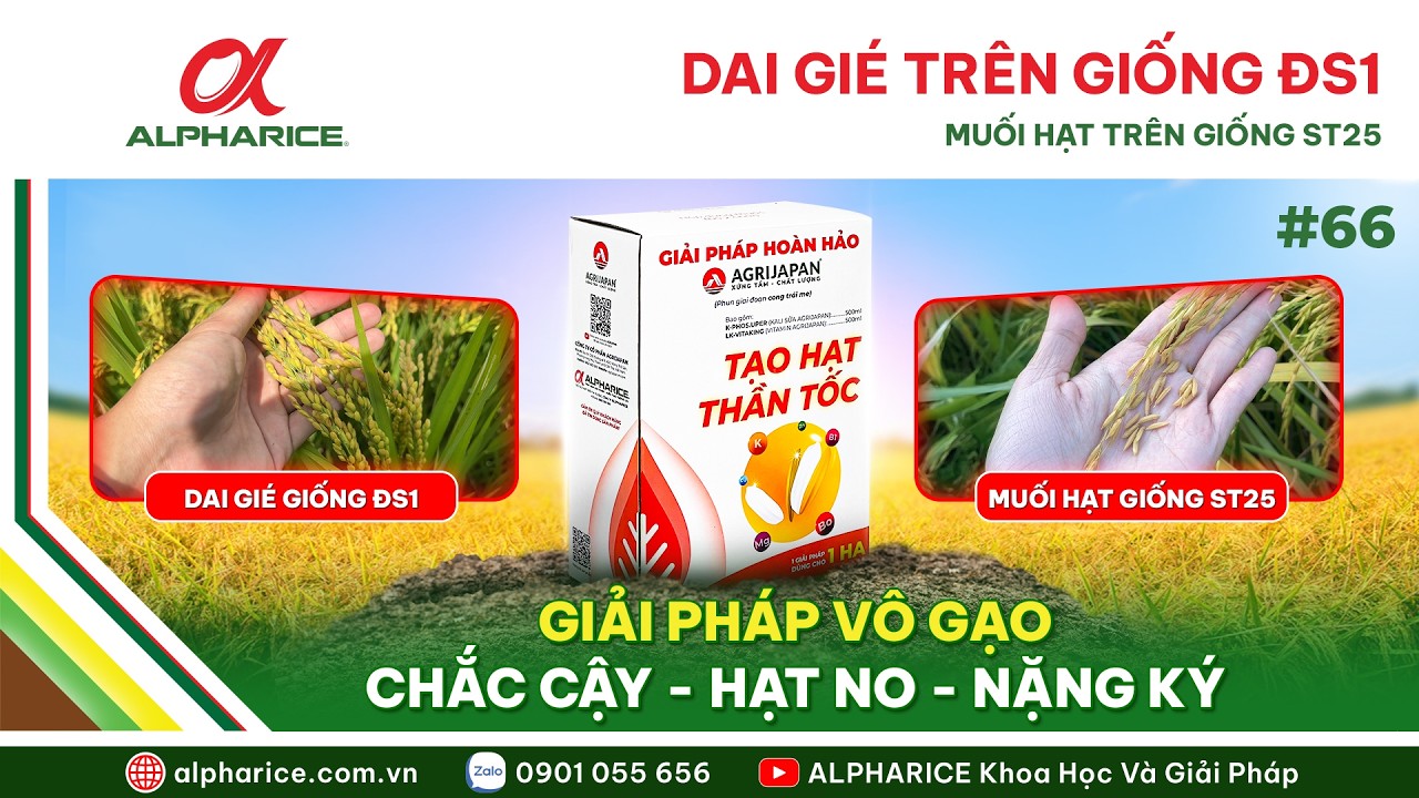 LÀM THẾ NÀO ĐỂ HẠN CHẾ TÌNH TRẠNG DAI GIÉ TRÊN GIỐNG ĐS1, MUỐI HẠT TRÊN GIỐNG ST25? | ALPHARICE