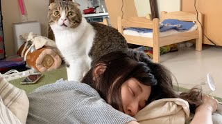 新しい技でママを起こすパパ猫