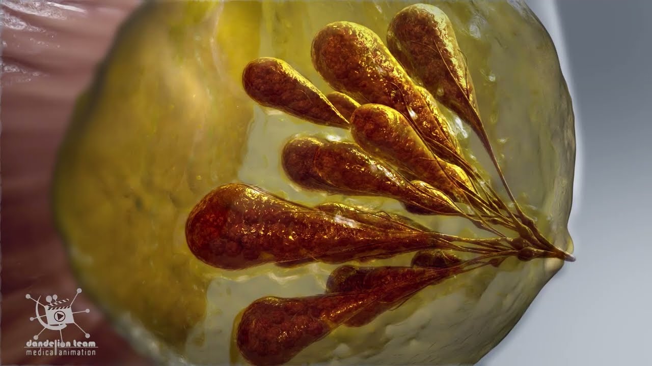 How does a woman's body produce milk? trailer 