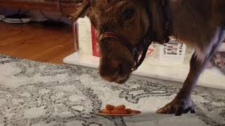 REINDEER EATING CARROTS