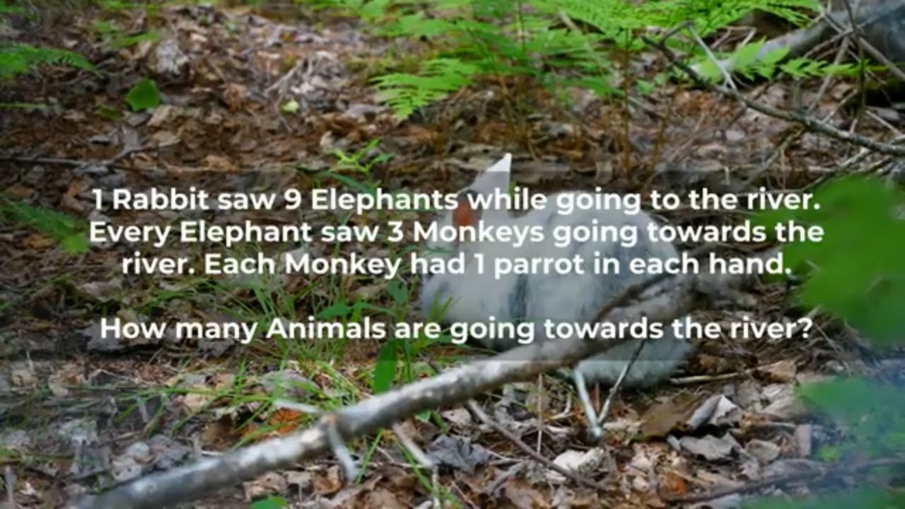 The Battle of English and Mathematics Question 1 rabbit