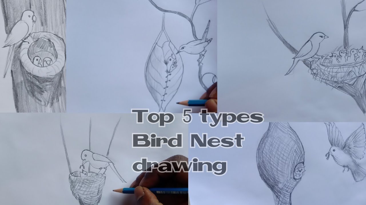 Top 5 types Bird Nest drawing for kids // very easy steps YouTube