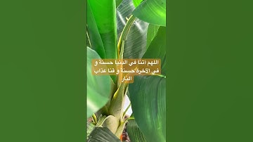 قراءة خاشعة من سورة الشعراء #quran #المصحف #تلاوة_خاشعة #القرآن_الكريم #دعاء #سورة_الشعراء
