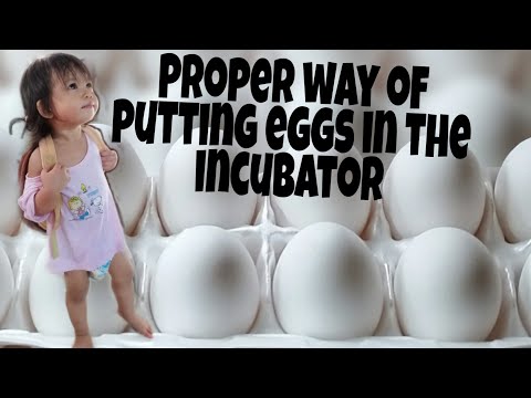 Video: How To Place An Egg