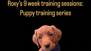 #Roxy #Dogtraining #Puppy-training series ￼