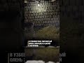 В Узбекистане в один из частных дворов неожиданно забрался пятнистый олень