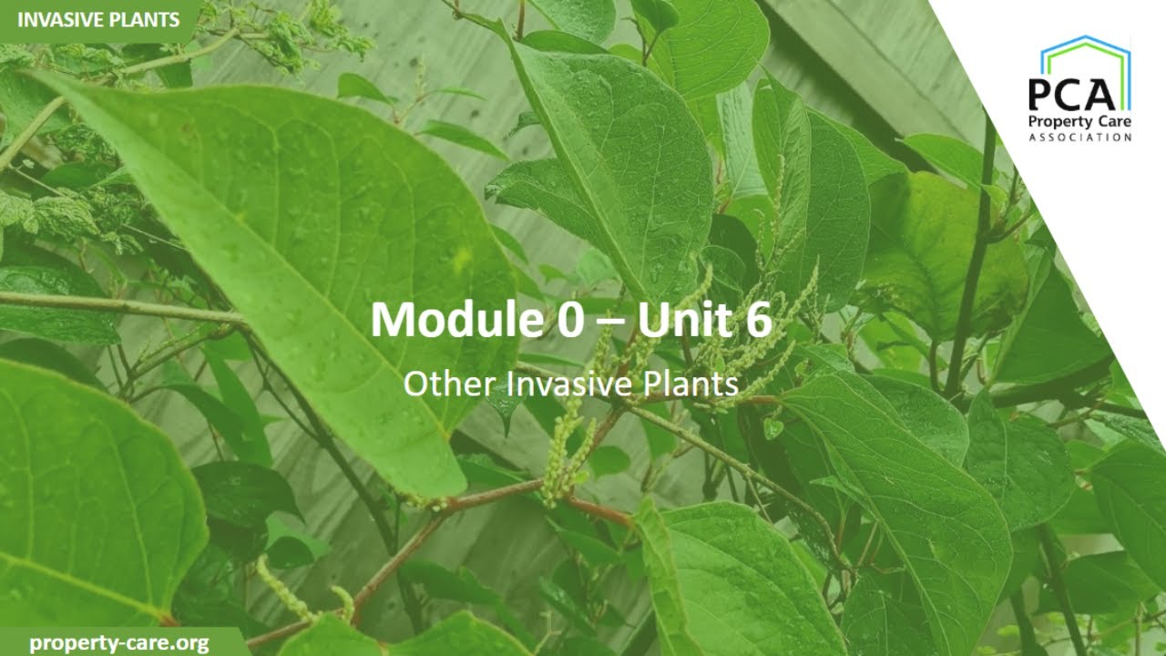 PCA Module 0 - Unit 6: Other Invasive Plants - YouTube