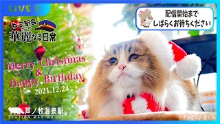 【#003】8時だニャン！アテンダントさくらの誕生日＆クリスマスイブ