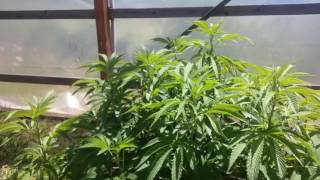 Outdoor marijuana grow Greenhouse beginning of week 2