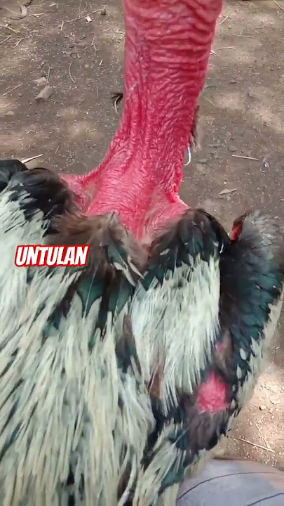 ayam Saigon pukul KO sering dipandang sebelah mata oleh pecinta ayam laga #ayamsuper #pecintaayam