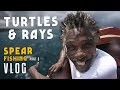 Sea Turtles & Rays! Spearfishing & Snorkeling in Jamaica part 2