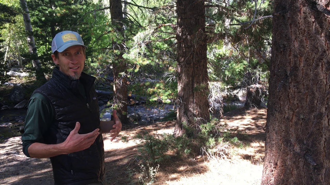 Craig Rigsby L.Ac. on Boosting Your Energy with Trees- Chi Gong - YouTube
