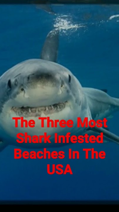The Three Most Shark Infested Beaches In The USA - YouTube